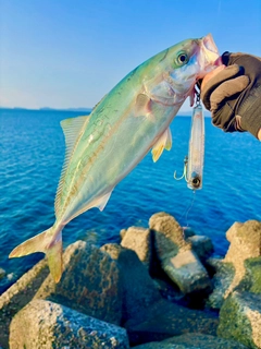 ヒラスの釣果
