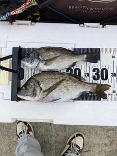 チヌの釣果