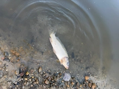 コイの釣果