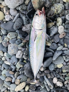 マルソウダの釣果