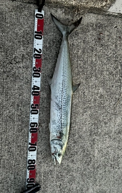 サワラの釣果