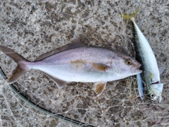 ショゴの釣果