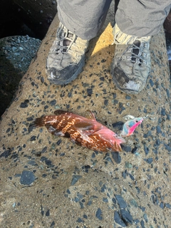 キジハタの釣果