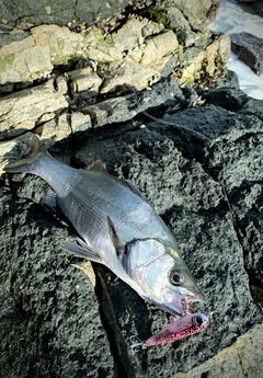 ヒラスズキの釣果