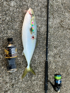 ハマチの釣果