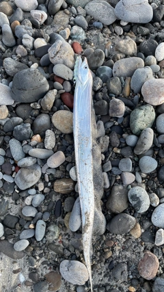 タチウオの釣果