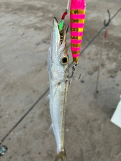 カマスの釣果