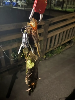マナマズの釣果