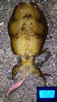 アオリイカの釣果