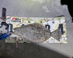 ヒラメの釣果
