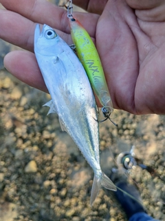 イケカツオの釣果