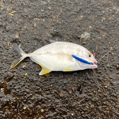 メッキの釣果