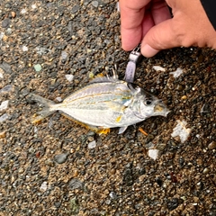 ヒイラギの釣果