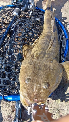 マゴチの釣果