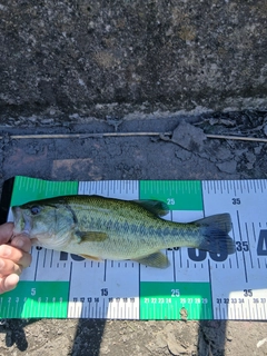 ラージマウスバスの釣果
