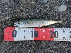 サバの釣果