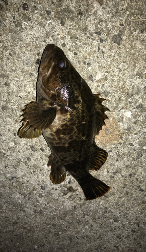 タケノコメバルの釣果