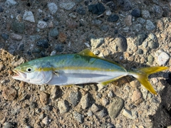 ツバスの釣果