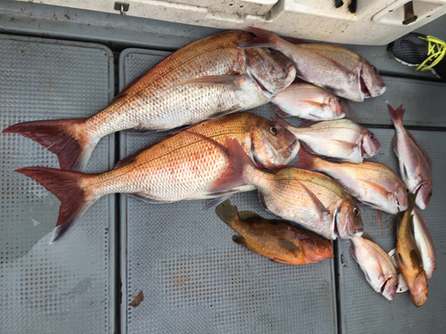 タイの釣果