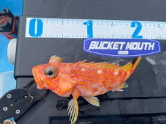アヤメカサゴの釣果
