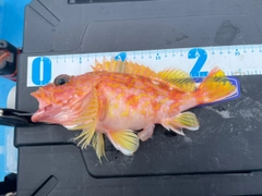 アヤメカサゴの釣果