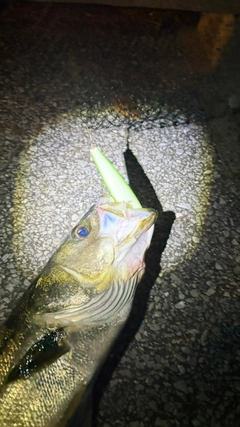 スズキの釣果