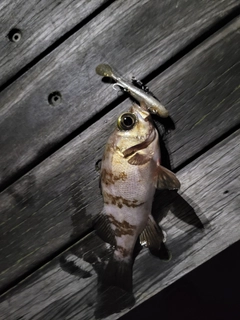 シロメバルの釣果