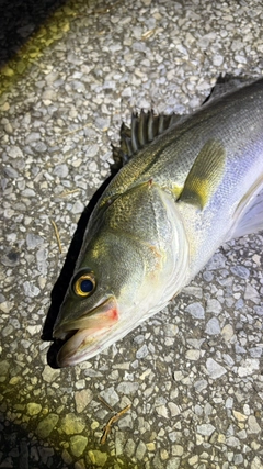 フッコ（マルスズキ）の釣果