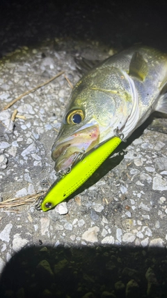 フッコ（マルスズキ）の釣果