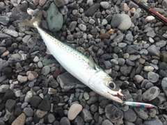 ゴマサバの釣果