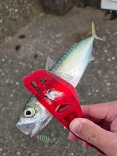 マサバの釣果