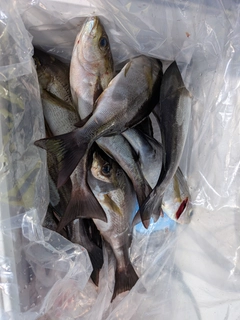 イサキの釣果