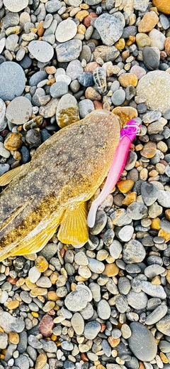 カマスの釣果