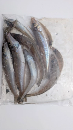 シロギスの釣果