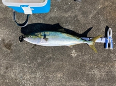 ワラサの釣果