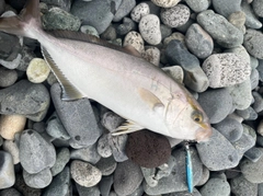 ショゴの釣果