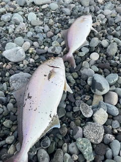 ショゴの釣果