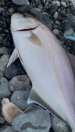 ショゴの釣果