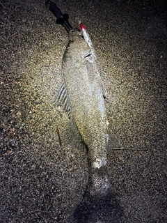 スズキの釣果
