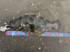 ヒラメの釣果