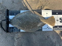 ヒラメの釣果