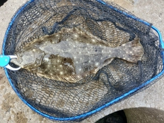 ヒラメの釣果