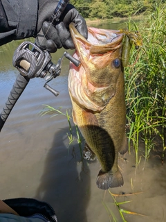 ラージマウスバスの釣果