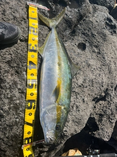 ヒラマサの釣果