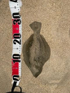 ソゲの釣果