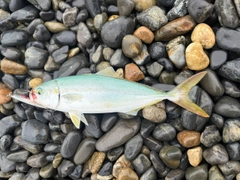 ツバスの釣果