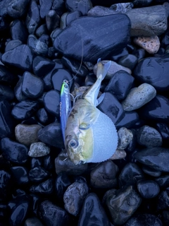 シロサバフグの釣果