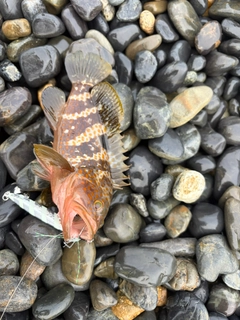 キジハタの釣果