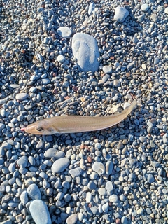 シロギスの釣果