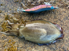 モンゴウイカの釣果